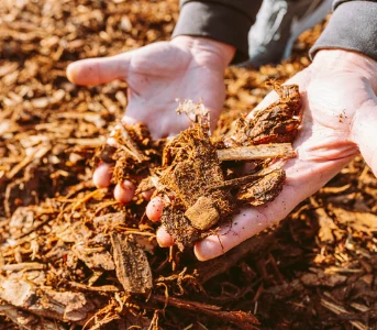 Hands holding a scoop of coarse natural wood mulch.